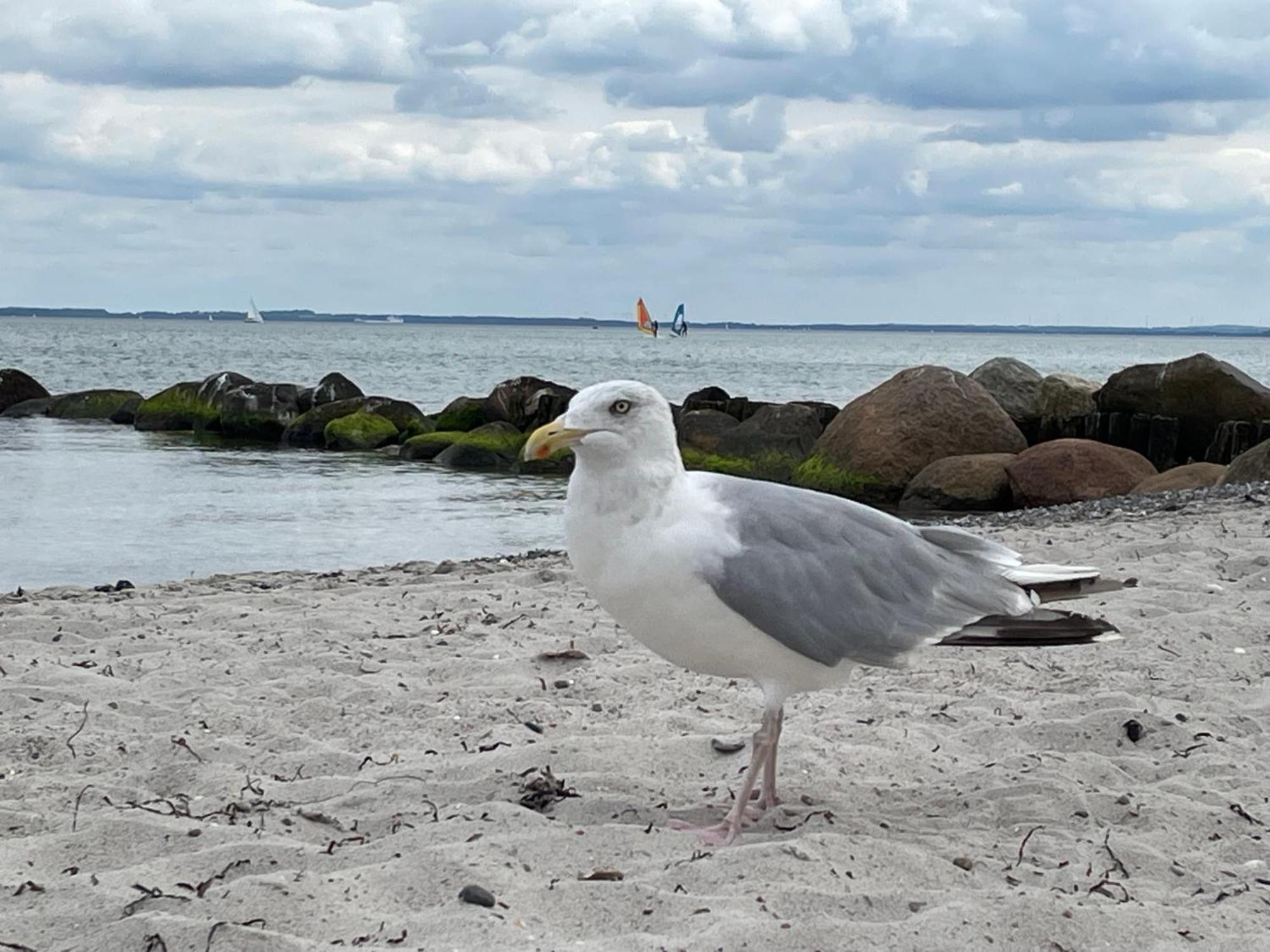 "Kleine Moewe", Prinz Hamlet Lägenhet Pelzerhaken Exteriör bild